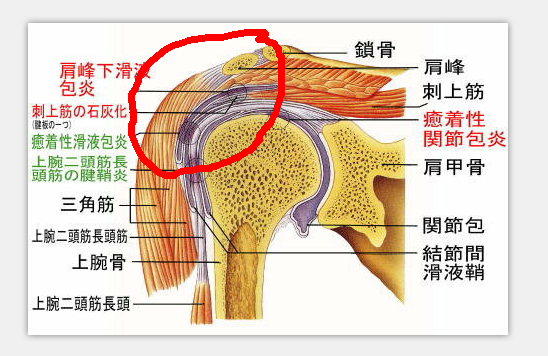 肩膀